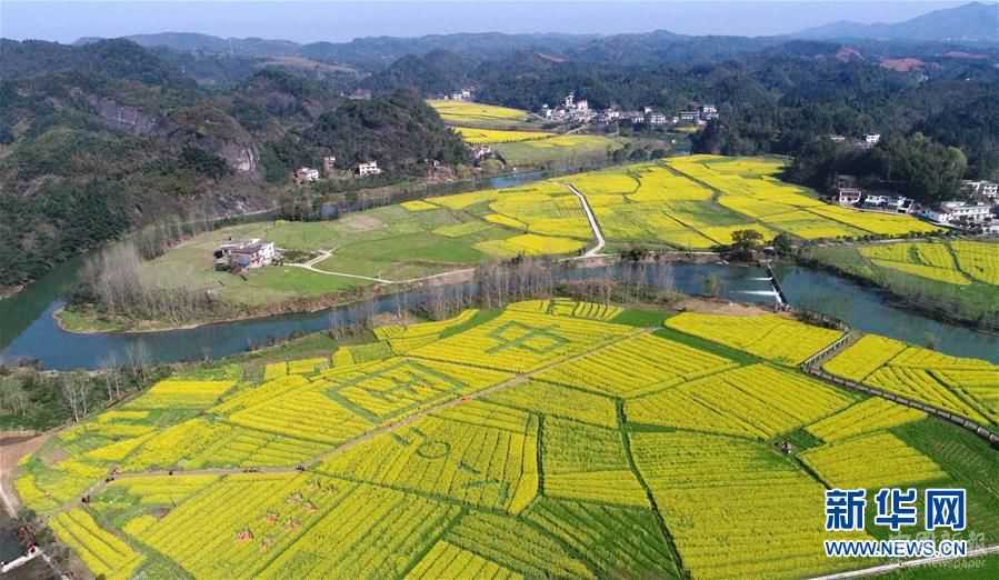 贛西大地 油菜花開