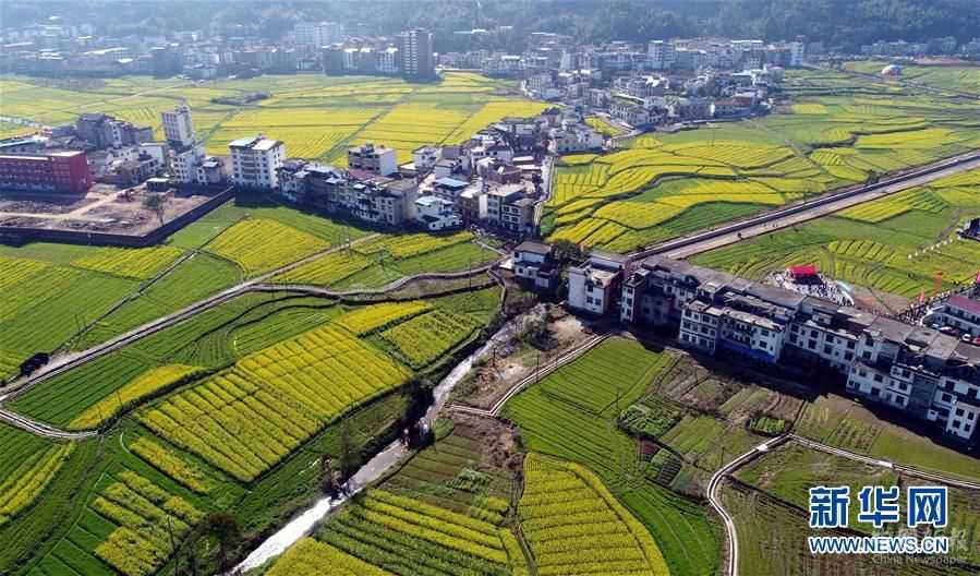 贛西大地 油菜花開