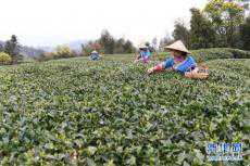 福建福鼎：茶鄉迎來白茶開茶季