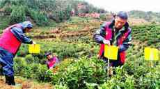 安徽休寧：生物防治保春茶質(zhì)量（圖）