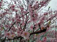 休寧縣月潭湖鎮：霧里看花花滿路