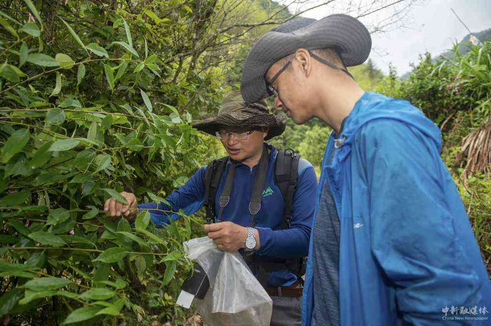 5月11日，中國計量大學(xué)植物生態(tài)學(xué)教授孫俊威（左）與參與此次調(diào)查的助理劉煜坤一起采集植物標(biāo)本。