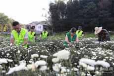 黃山市休寧縣：老兵幫老兵??采菊又修菊