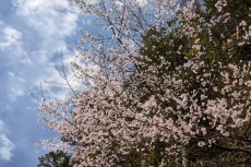 安徽休寧：山花爛漫開 春景美如畫