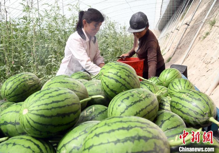 新疆疏勒縣大棚西瓜喜獲豐收果蔬產(chǎn)業(yè)高質(zhì)量發(fā)展助鄉(xiāng)村振興