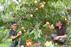 隆回金石橋鎮：脫貧戶陳維錄種植黃桃吃上“幸福飯”