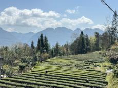 春風(fēng)送清香 茶園茶廠忙——多地春茶采摘上市