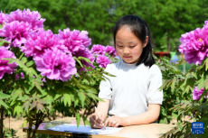 河北阜城：牡丹花開引游人