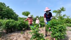 安徽廬江：食用玫瑰 助農增收