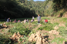 復耕地里種黃姜，今年創收180萬元